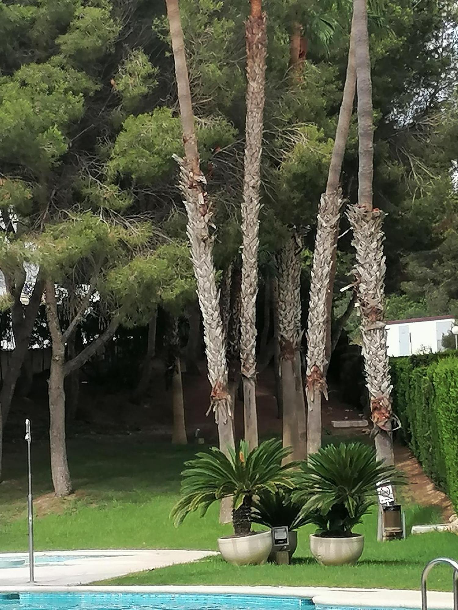 Campoamor Seaview Kültér fotó